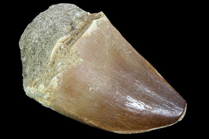 Mosasaur (Prognathodon) Tooth #87681